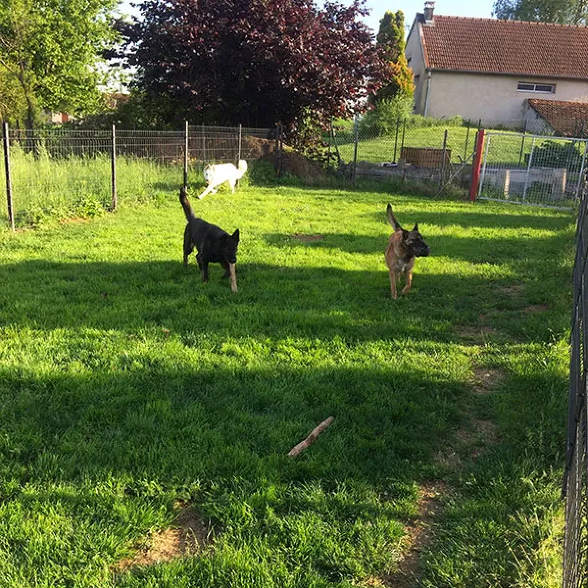 pension canine hericourt