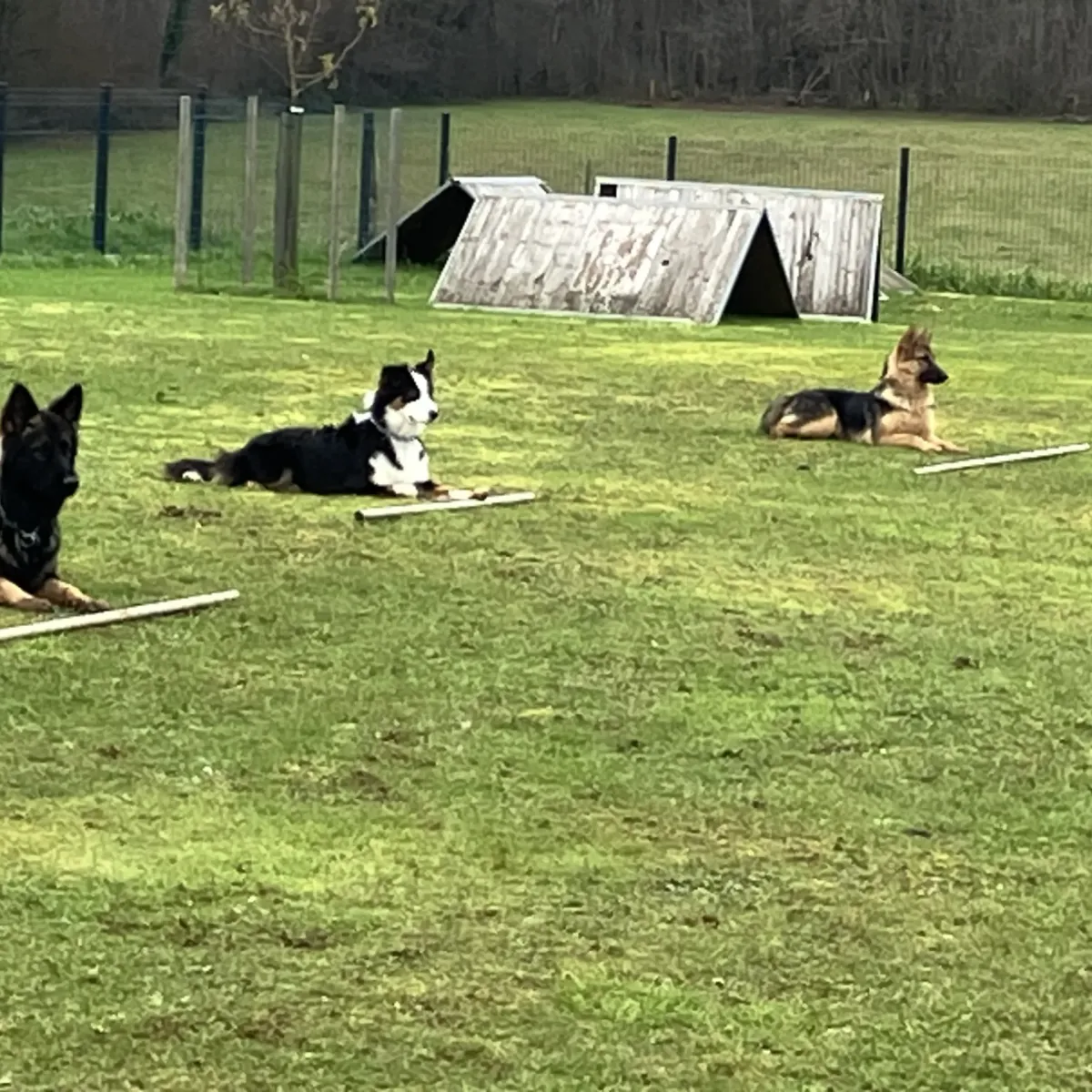 prestachiens education chien prestachiens education canine vesoul