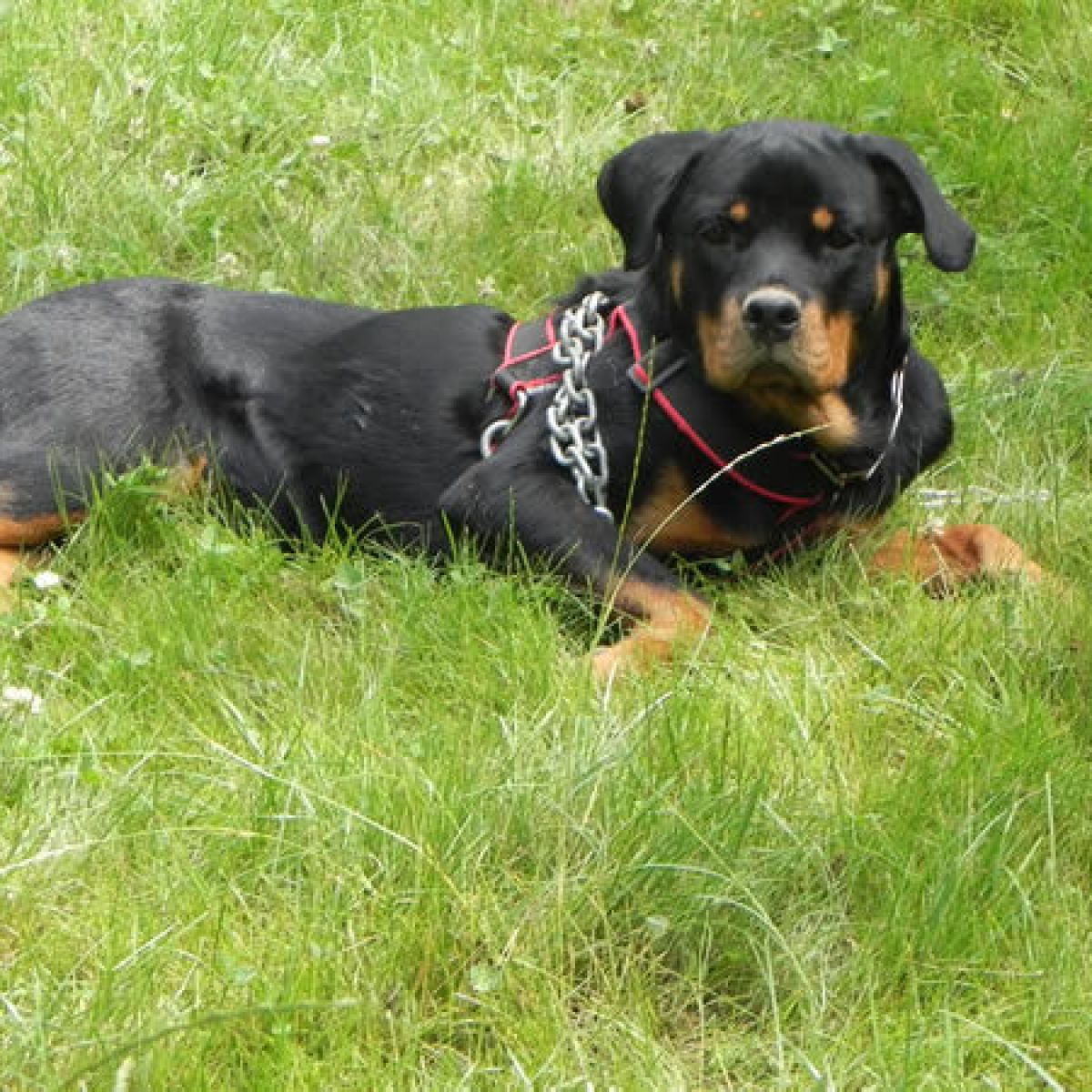 prestachiens education chien education canine