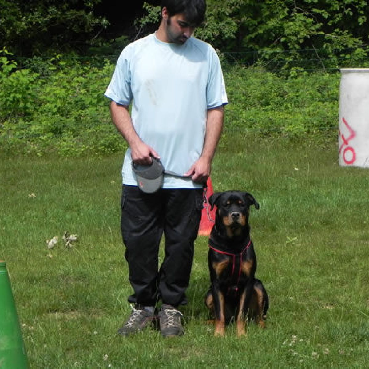 prestachiens education chien education canine
