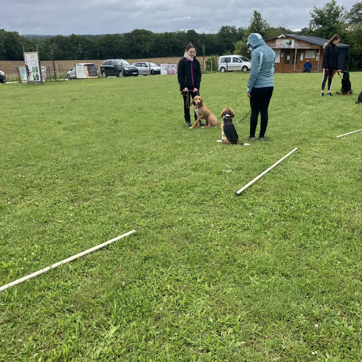 prestachiens education chien prestachiens education canine vesoul