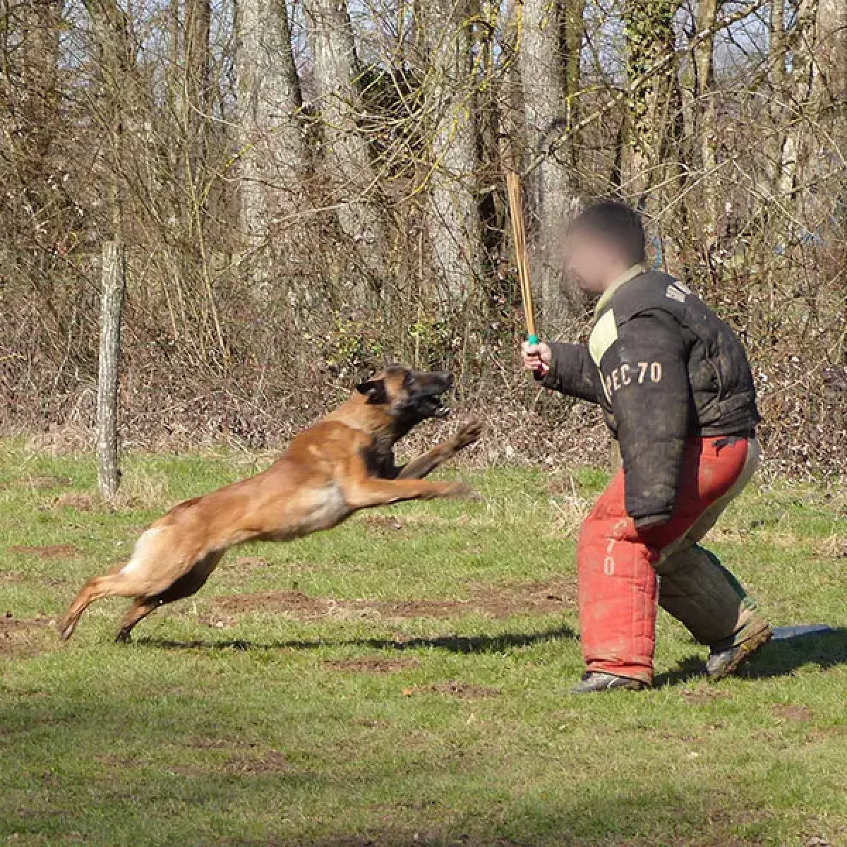 prestachiens education chien mordant haute saone