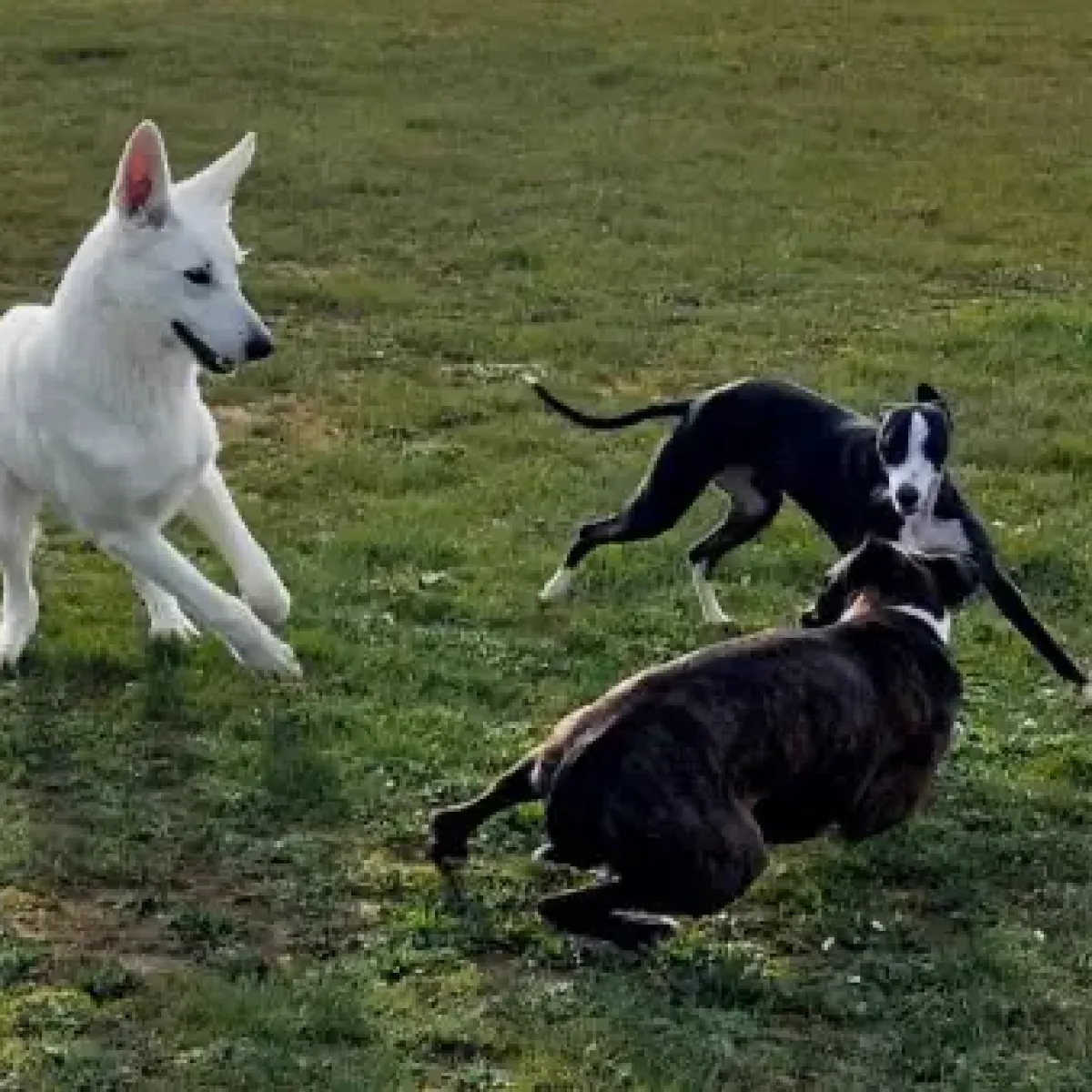prestachiens education chien prestachiens education canine vesoul