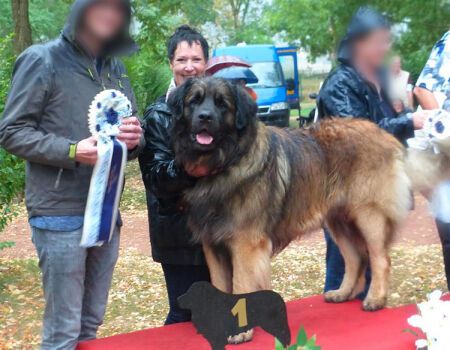 prestachiens education chien medaille Norris education