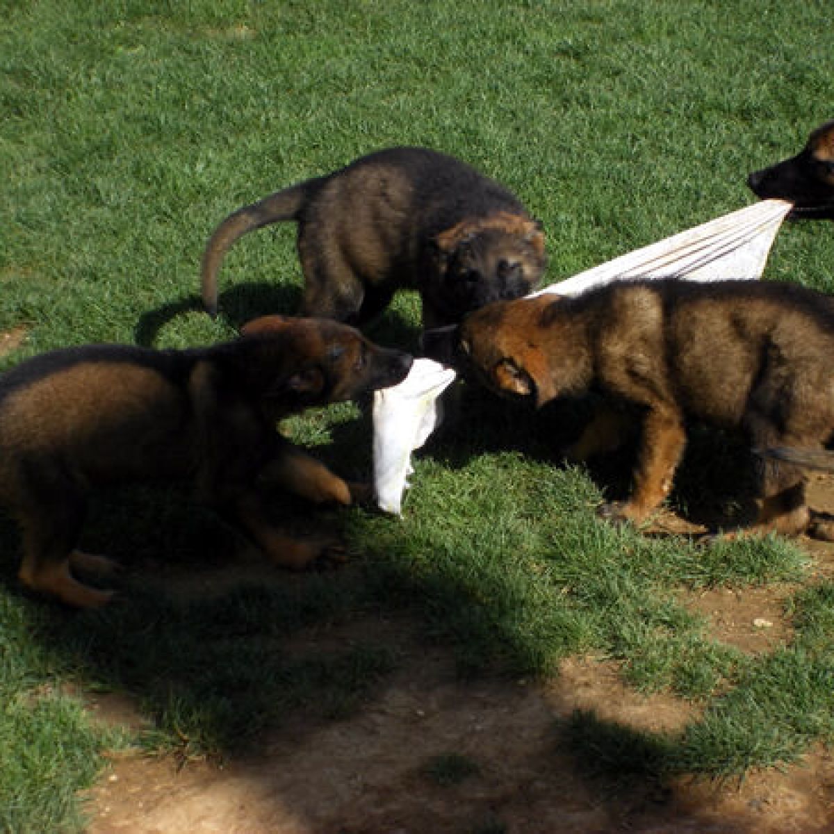 prestachiens education chien education canine