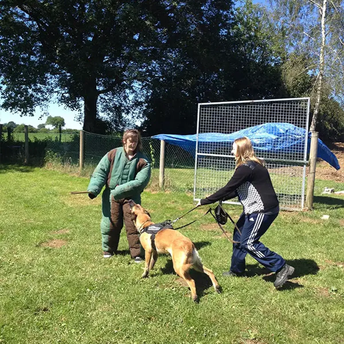 prestachiens education chien mordant haute saone