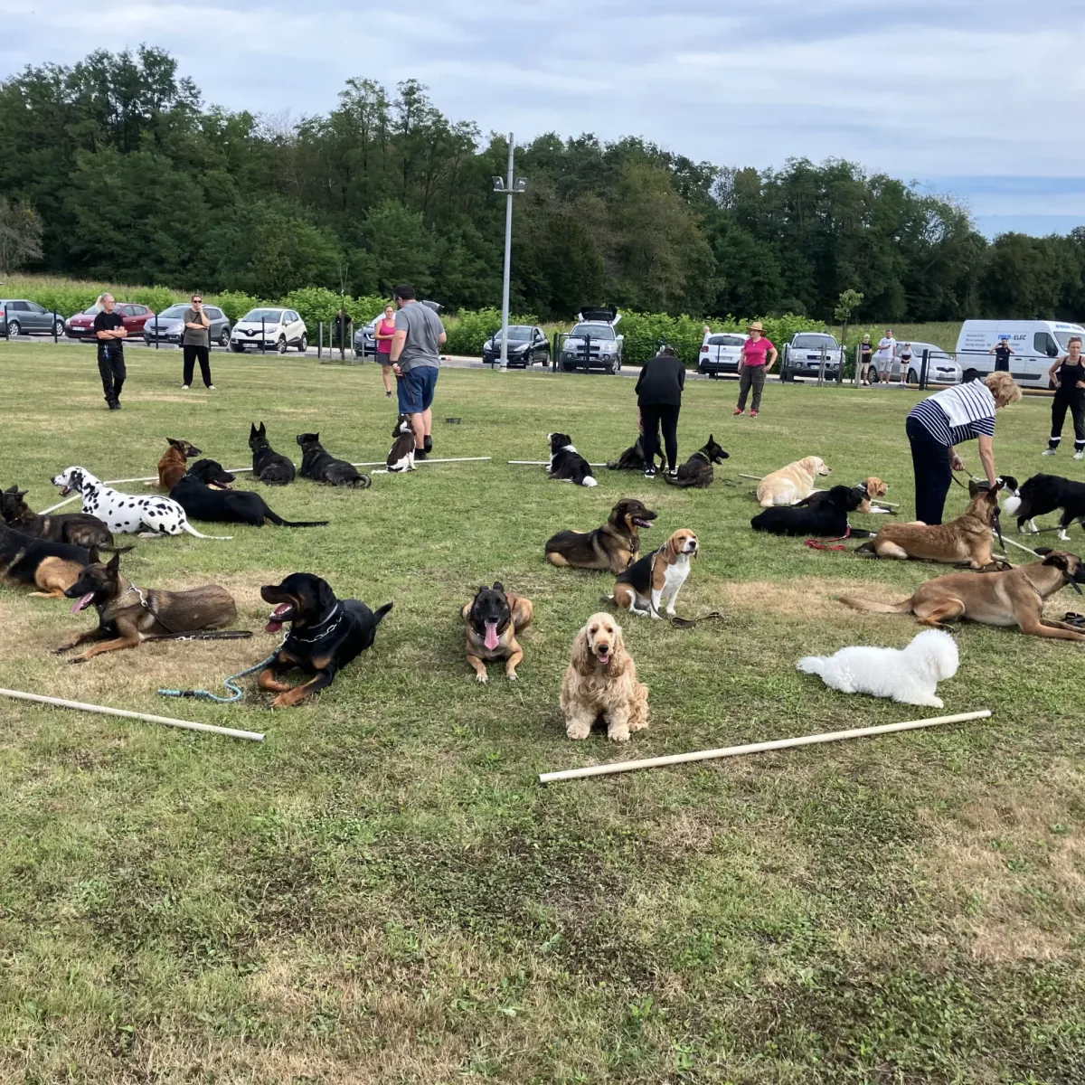 prestachiens education chien prestachiens education canine vesoul