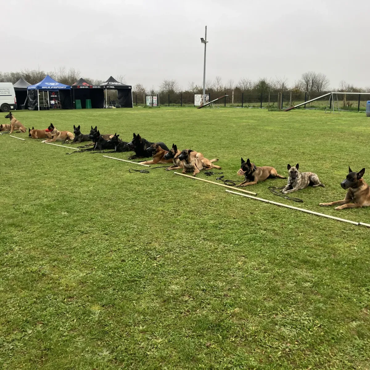 prestachiens education chien prestachiens education canine vesoul