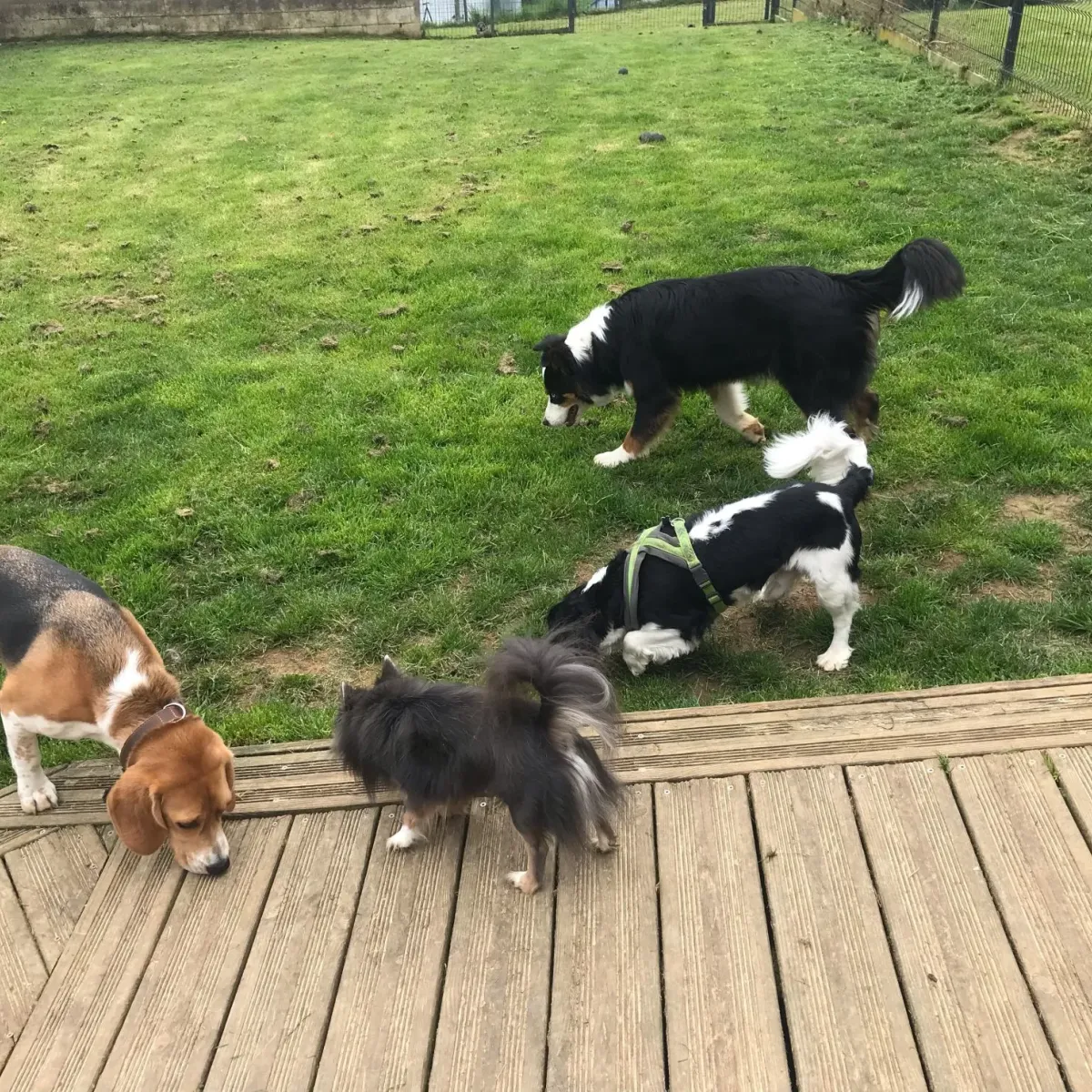 pension canine vesoul