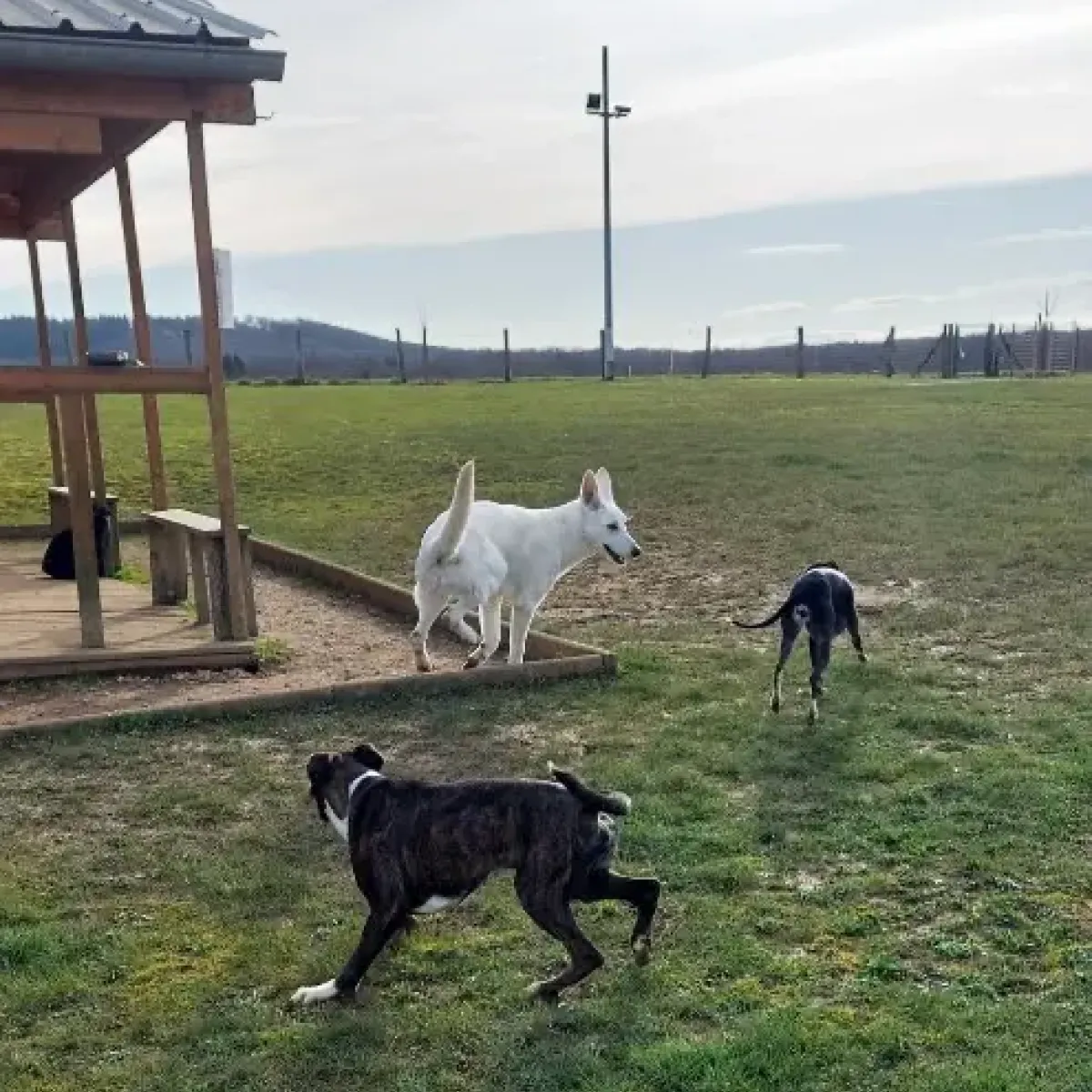prestachiens education chien prestachiens education canine vesoul