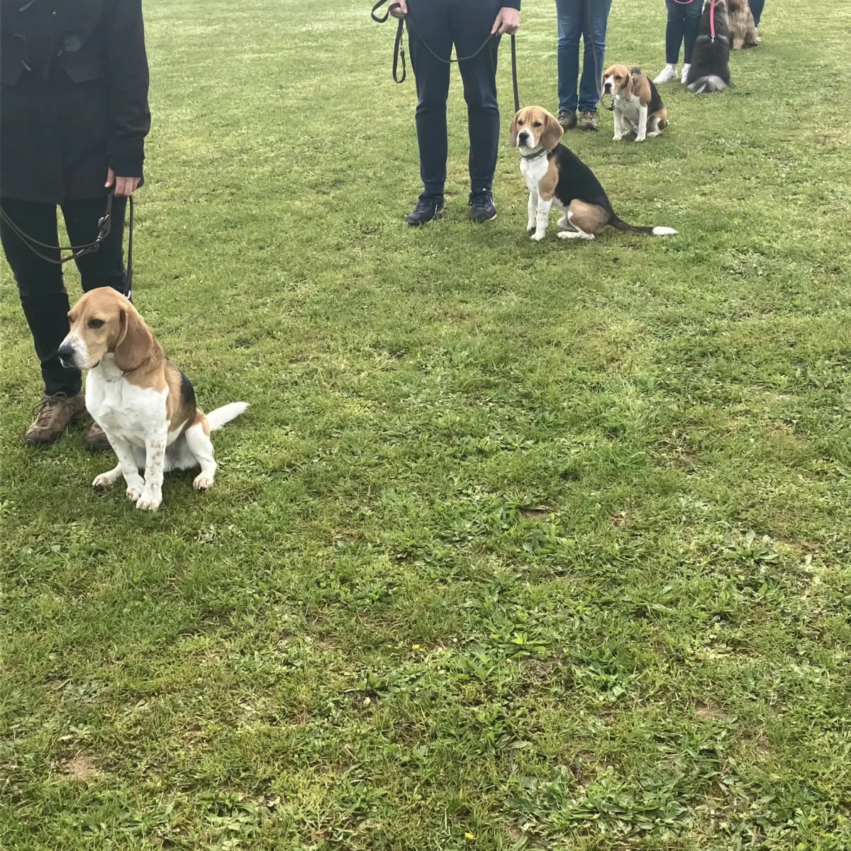 prestachiens education chien prestachiens education canine vesoul