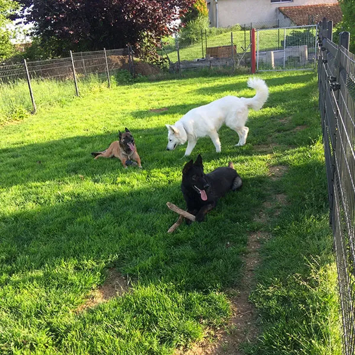 pension canine luxeuil