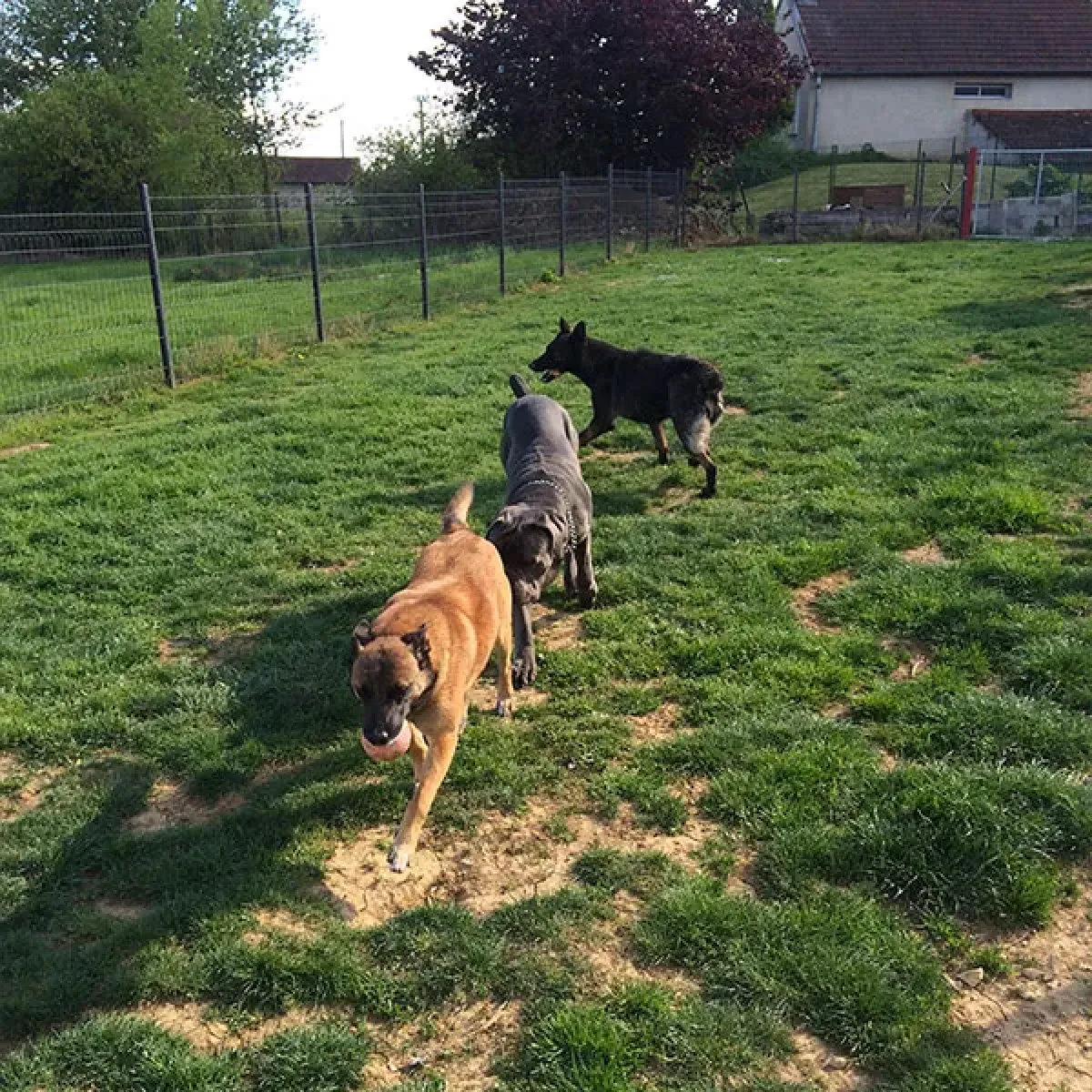 pension canine rioz