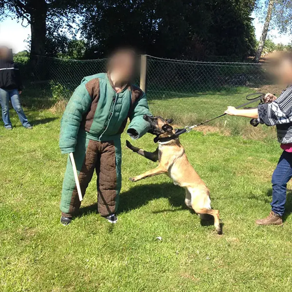 prestachiens education chien mordant haute saone