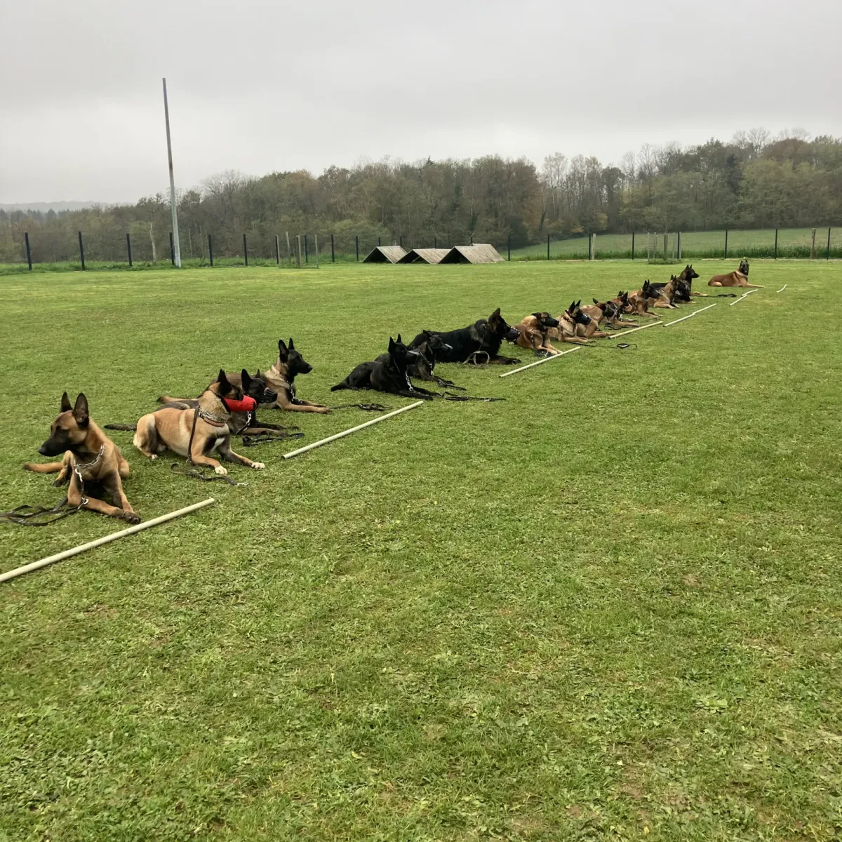 prestachiens education chien prestachiens education canine vesoul