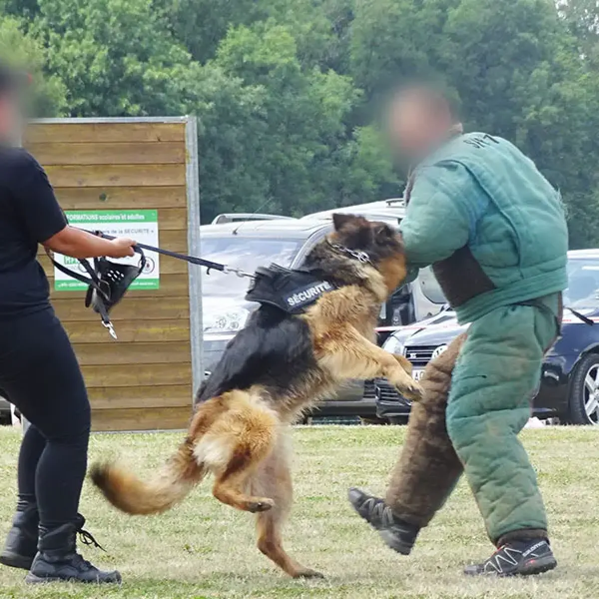 prestachiens education chien mordant haute saone