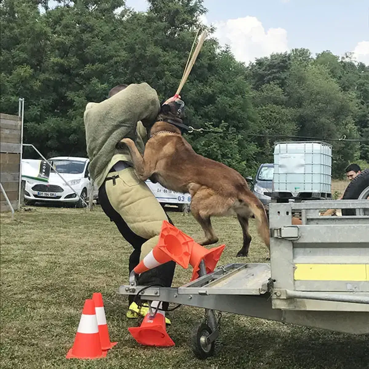 prestachiens education chien mordant haute saone