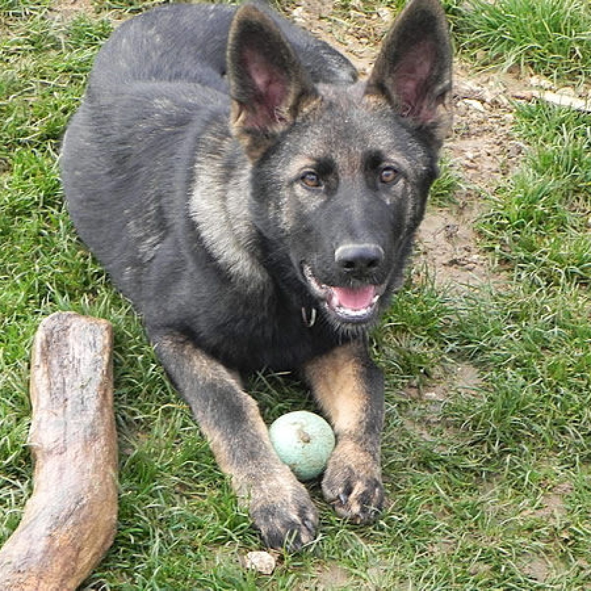 prestachiens education chien education canine