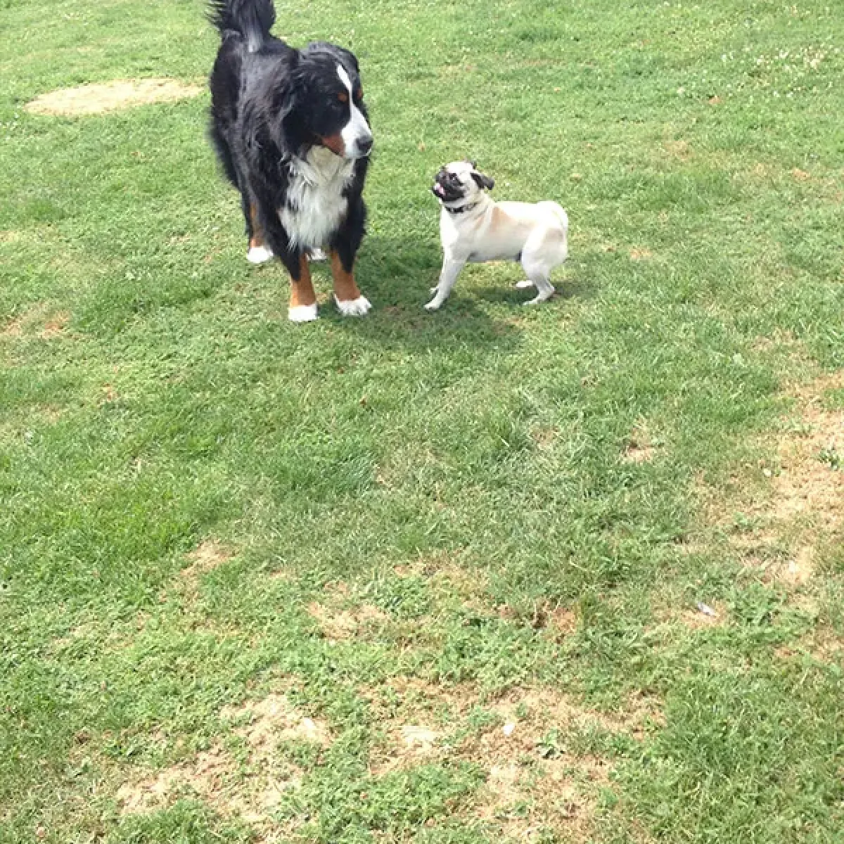 pension canine saint loup sur semouse