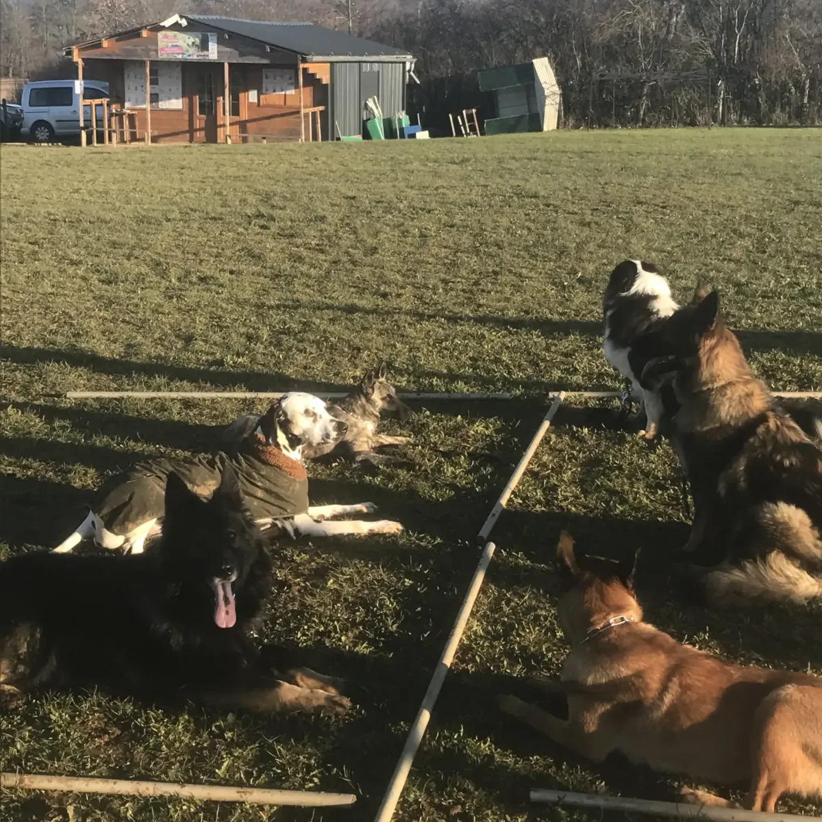 prestachiens education chien prestachiens education canine vesoul