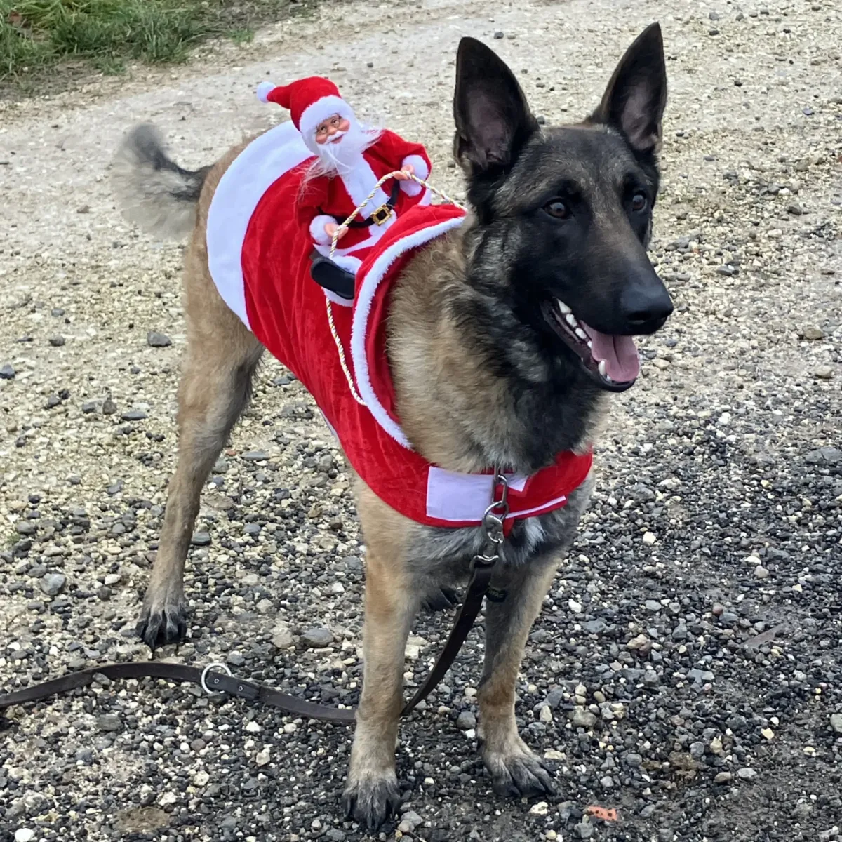 prestachiens education chien prestachiens education canine vesoul