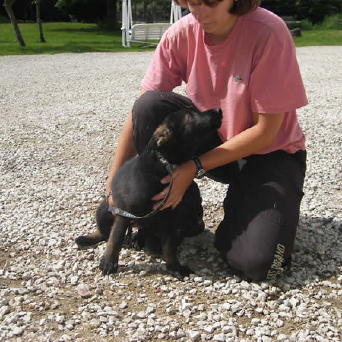 prestachiens education chien education canine