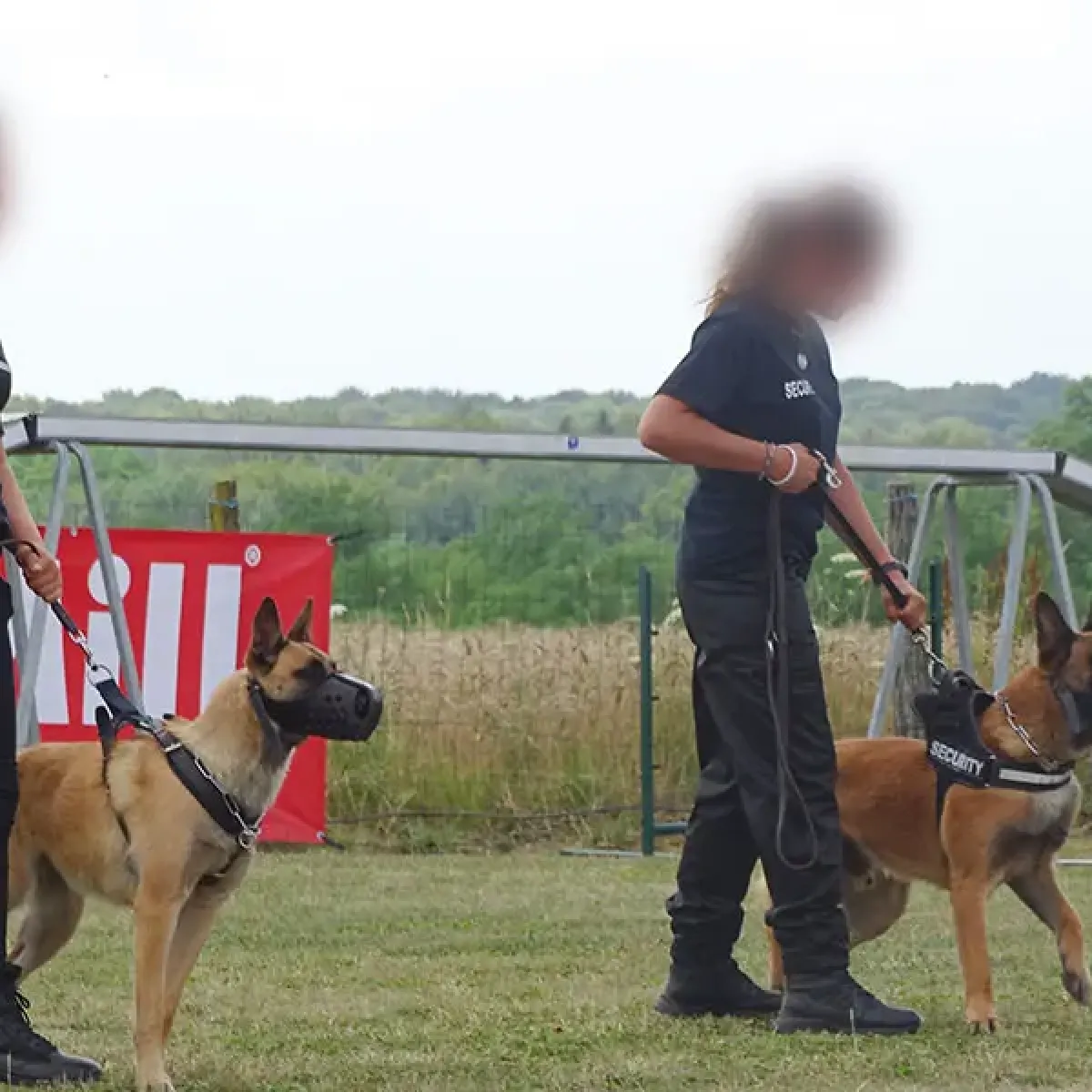 prestachiens education chien mordant haute saone