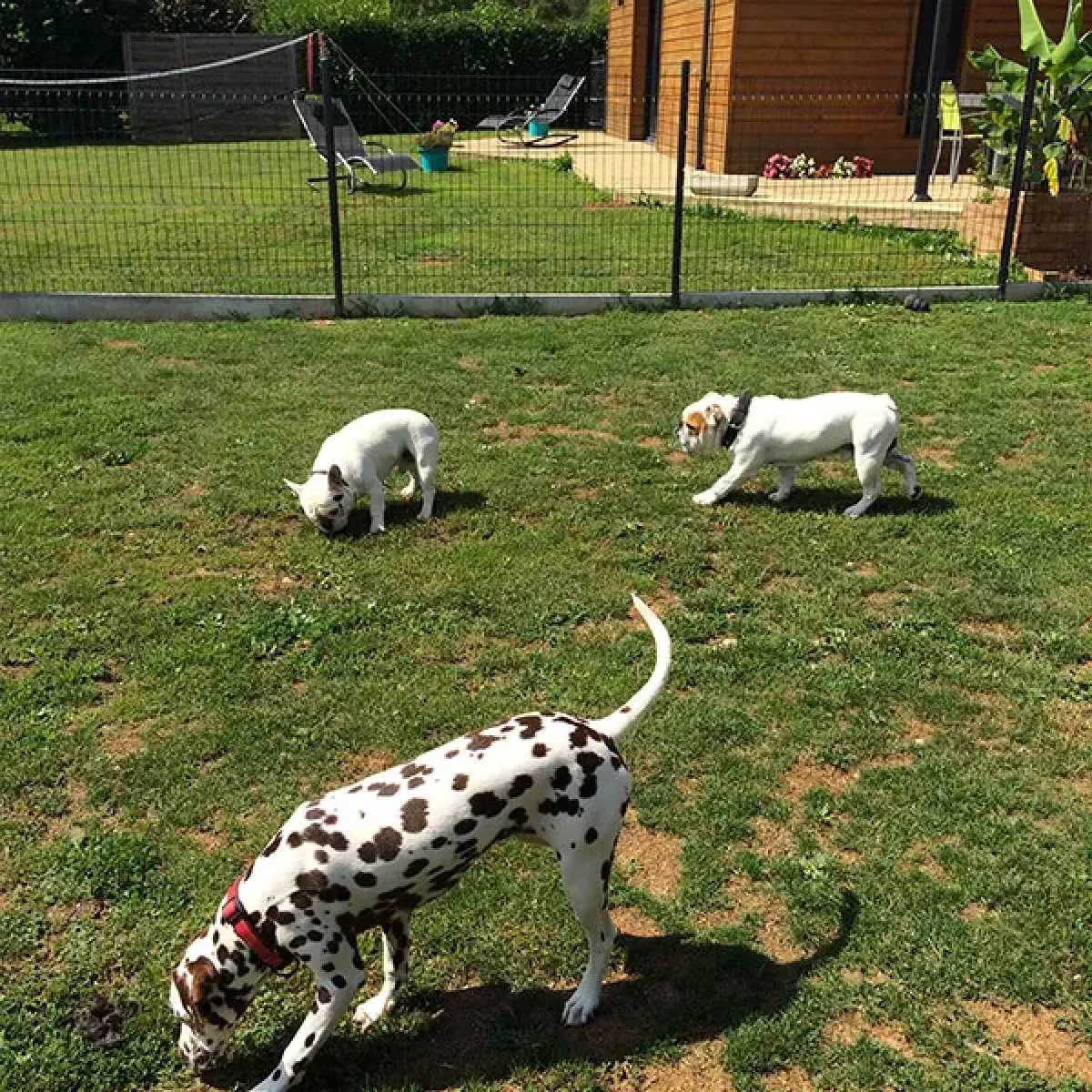 pension canine port sur saone