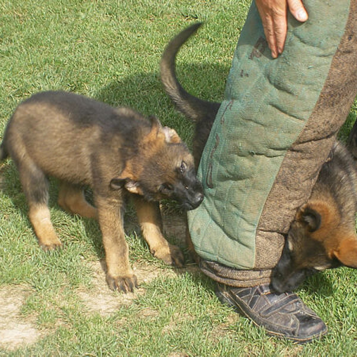 prestachiens education chien education canine