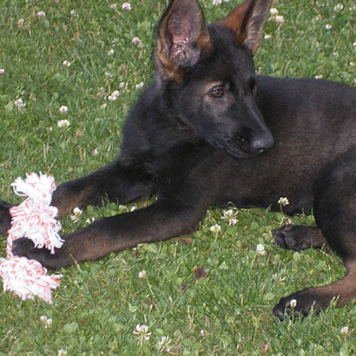 prestachiens education chien education canine