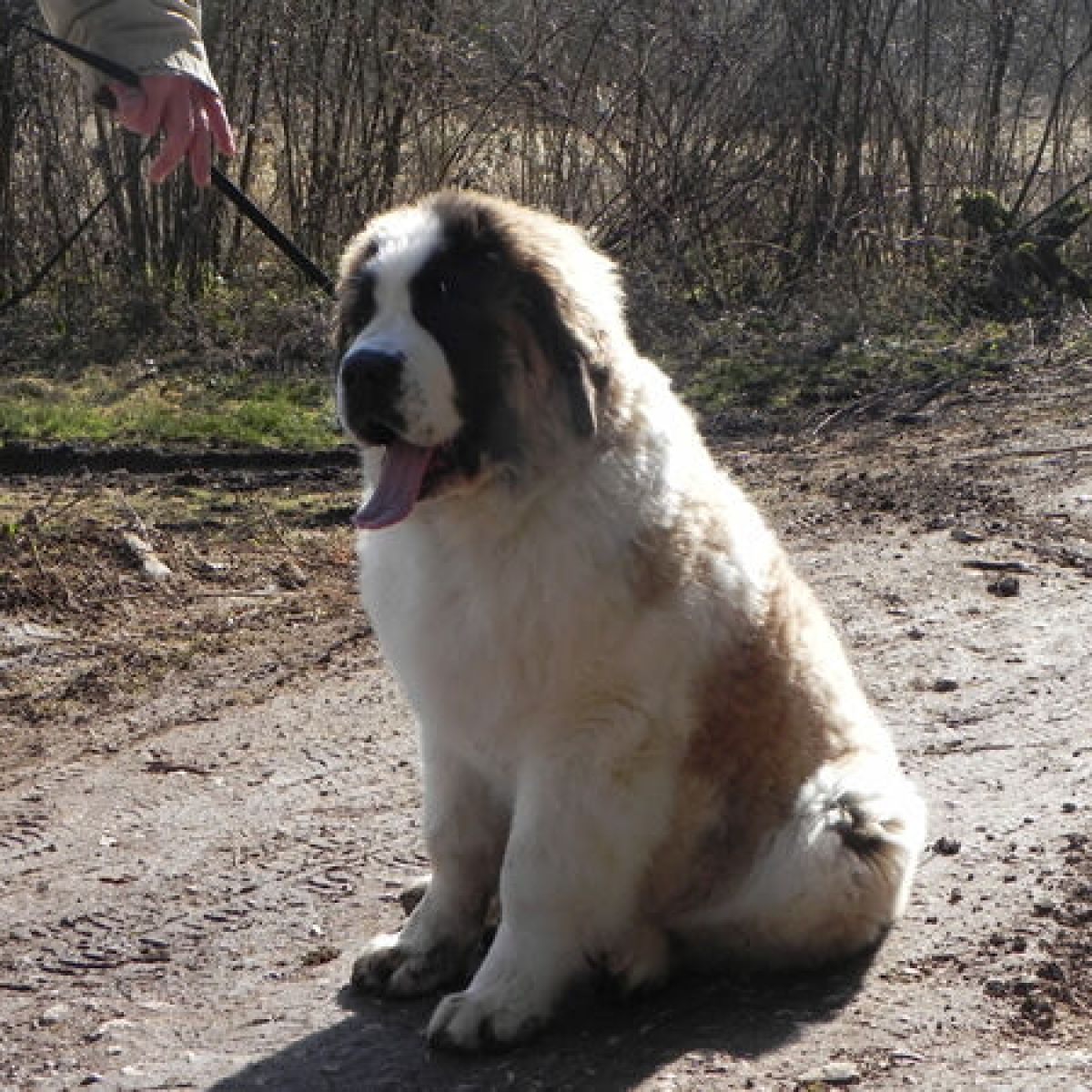 prestachiens education chien education canine