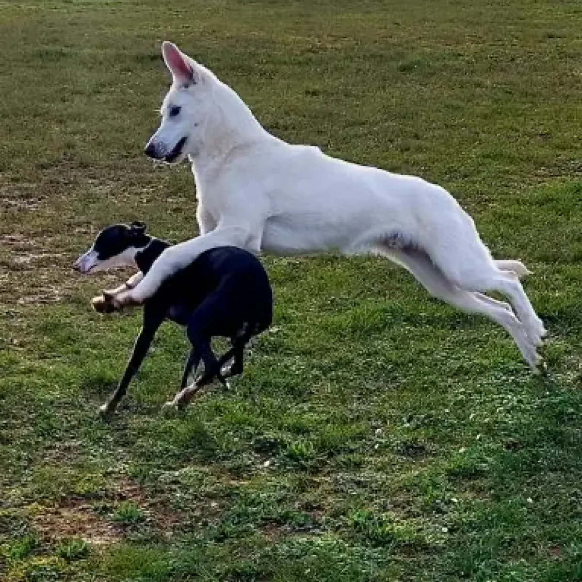prestachiens education chien prestachiens education canine vesoul
