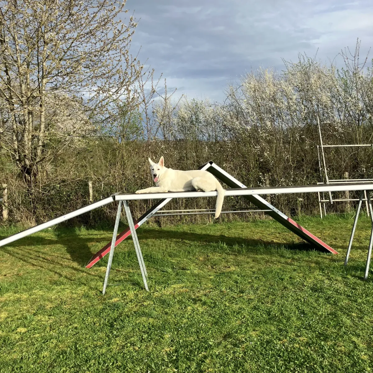 prestachiens education chien prestachiens education canine vesoul